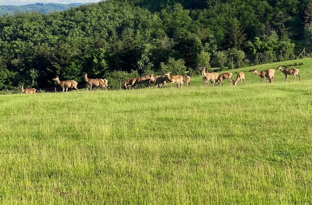 Un troupeau de biches dans un pré, devant la forêt