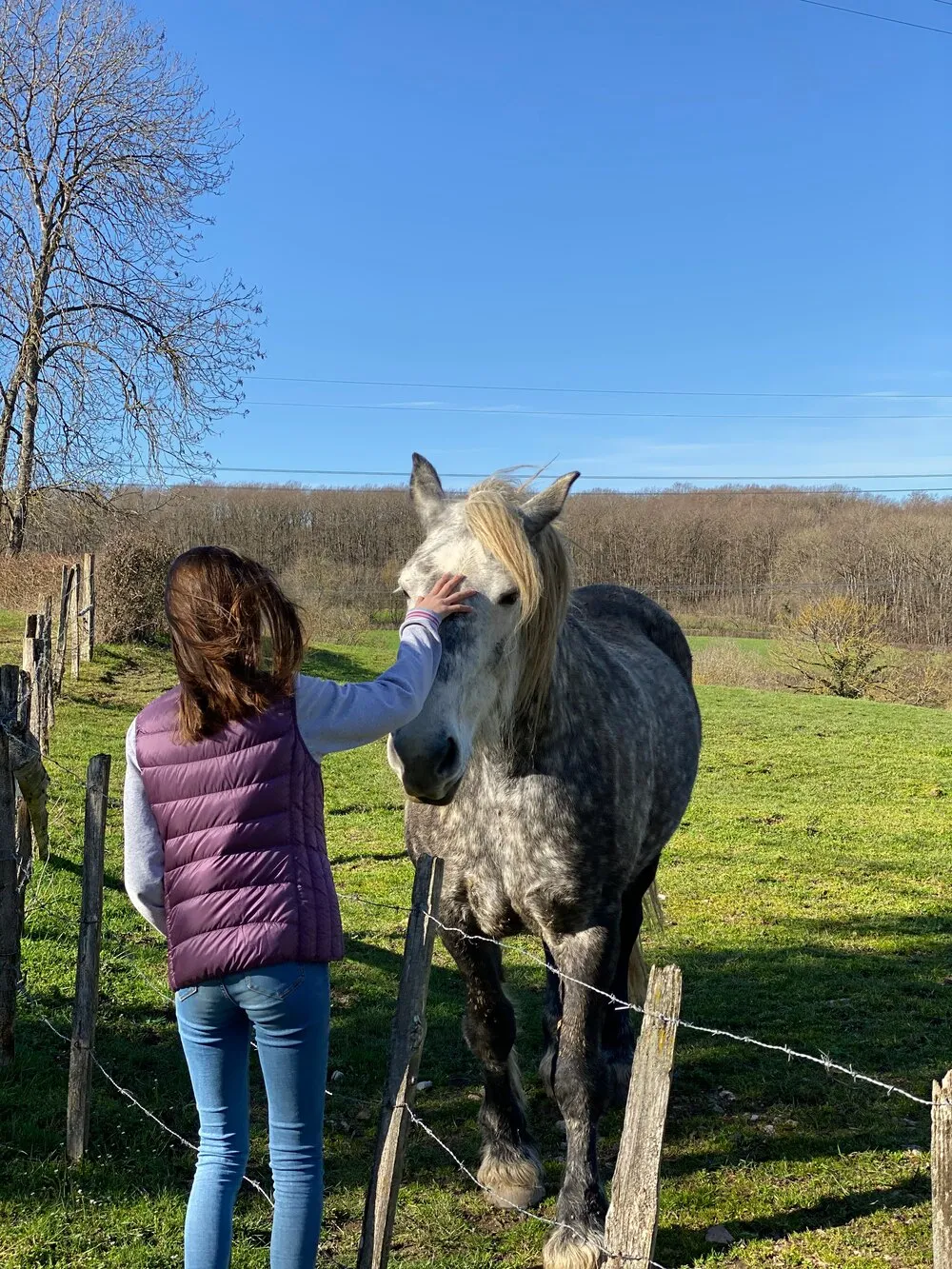 Un cheval gris caressé par une enfant, de l’autre côté d’une clôture