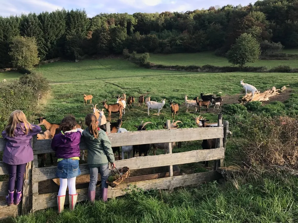 Des chèvres derrière une clôture en bois, avec trois enfants qui les regardent