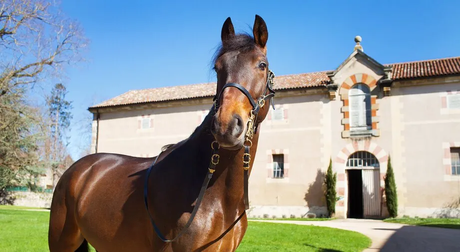 Un cheval au haras national de Cluny