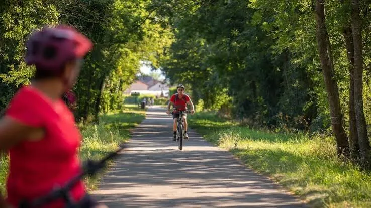 Des cyclistes sur la voie verte, entre deux rangées d’arbres