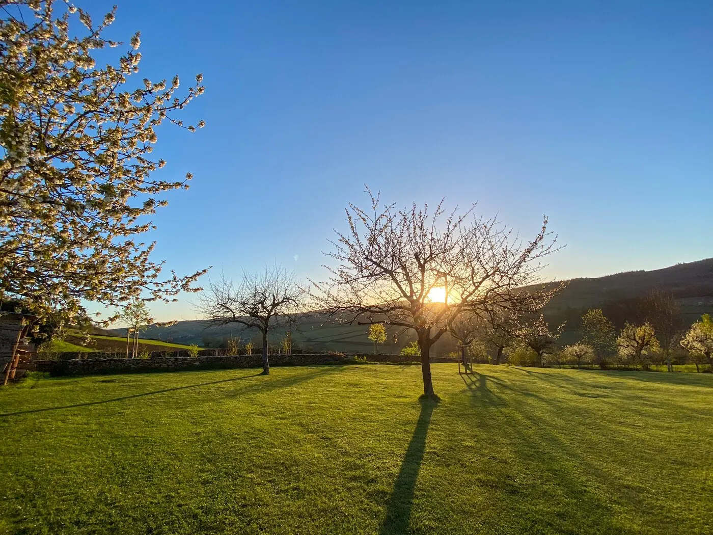 Un arbre en fleurs dans le jardin, le soleil dans les branches