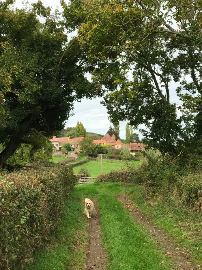 Un chemin herbeux vers le hameau de Chemilly, un chien devant