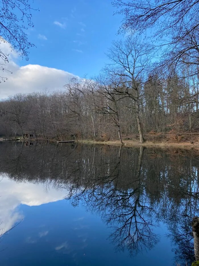 Un étang et les arbres qui s’y reflètent