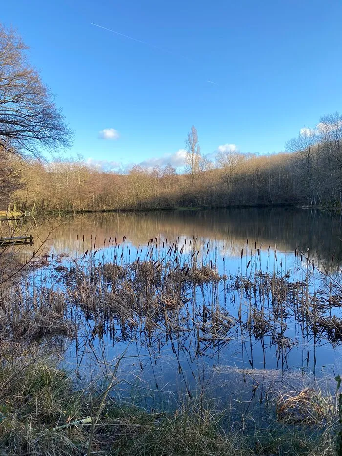 Un étang et le reflet de la lune